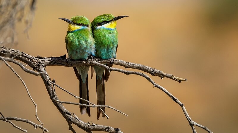 Infoguide for Birds llblogpet