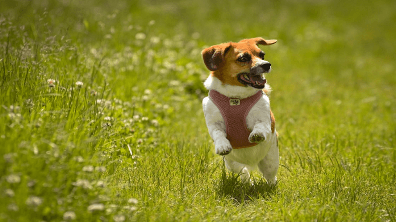 Common Mistakes to Avoid When Using a GPS Tracker for Lost Pets
