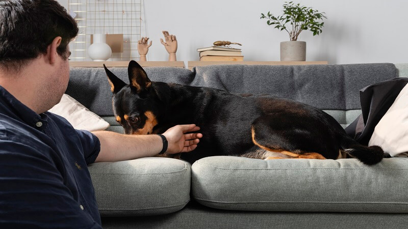 What are the best Calming Solutions for Managing Separation Anxiety in Dogs?